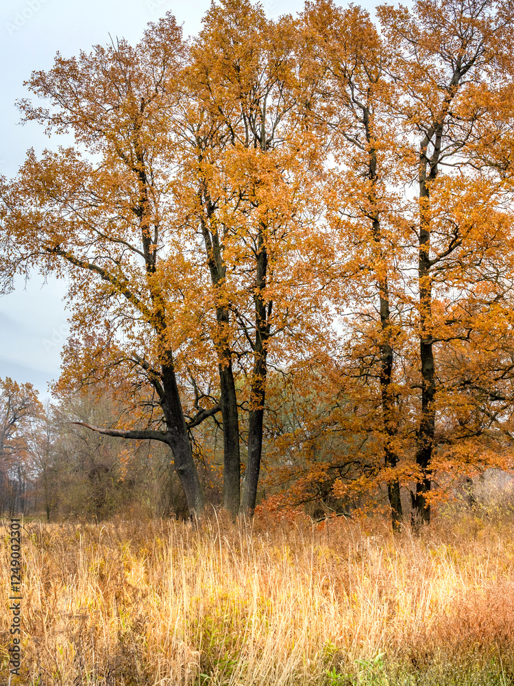 Field of tall grass with a few trees in the background Field of tall grass with a few trees in the background