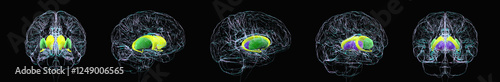 Φωτογραφία Brain with highlighted caudate, putamen, globus pallidus, thalamus, 3D illustrat