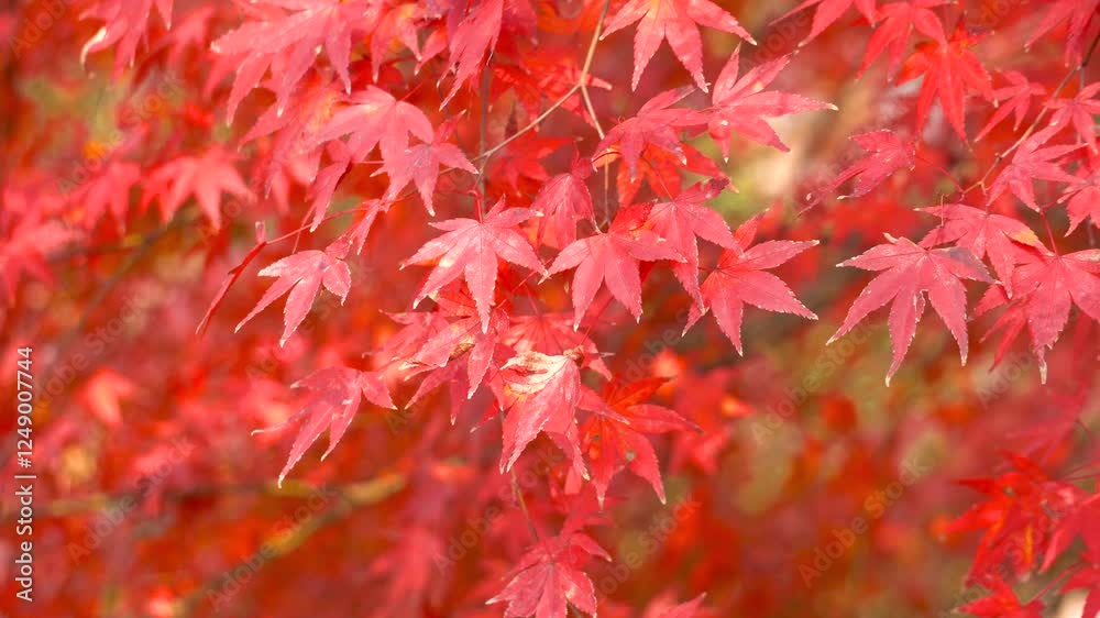 Vibrant red maple leaves swaying gently in the autumn breeze in a serene natural setting Vibrant red maple leaves swaying gently in the autumn breeze in a serene natural setting