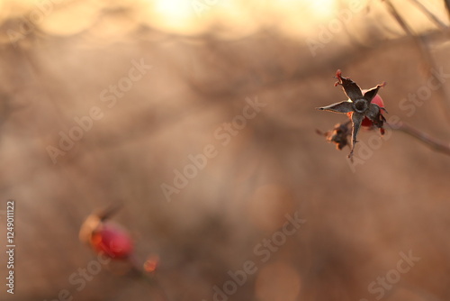 bacche di rosa canina al tramonto in inverno nel bosco photo