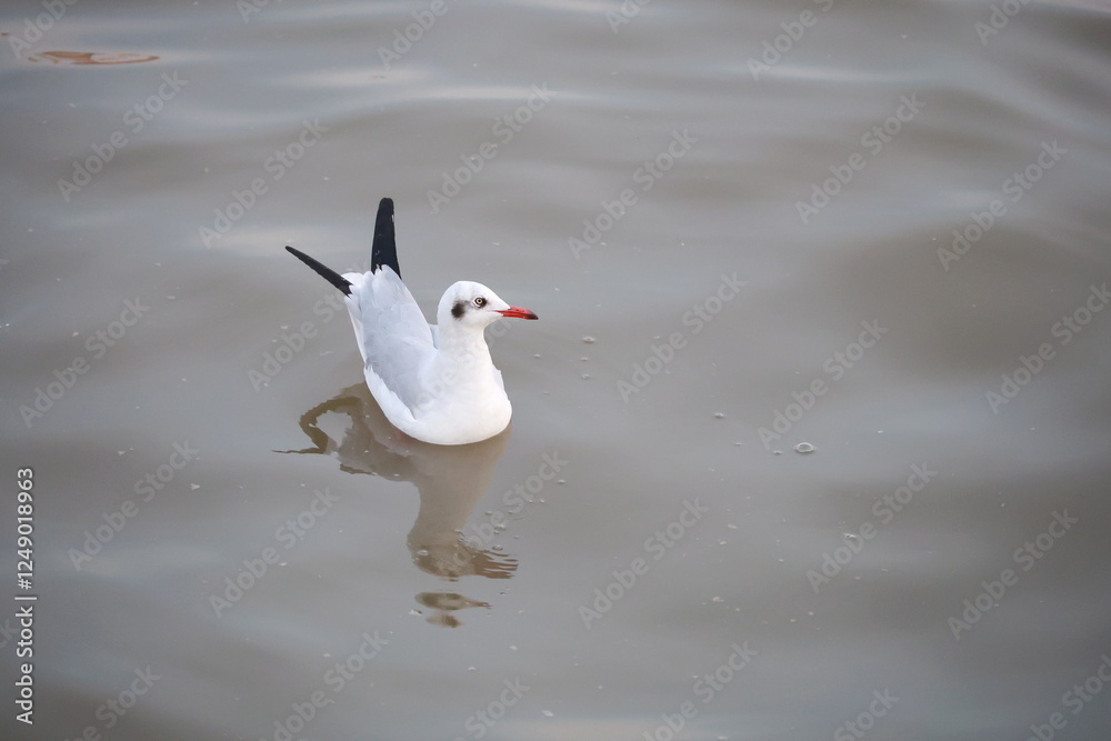 Obraz premium Brown-headed Gull floating in the sea. Chroicocephalus brunnicephalus. White plumage with dark brown stripes above the eyes. The bill is yellowish orange with black wing tips. Seagull is migratory bir