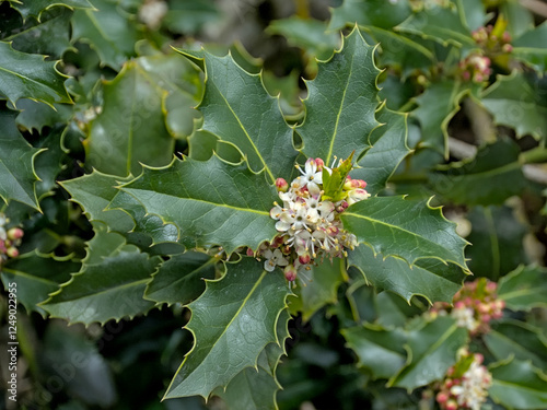 Flowering european holly plant in spring. - - Ilex aquifolium 