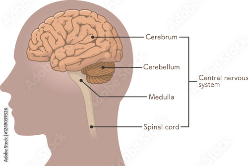 central nervous system、brain、cerebrum、cerebellum、illustration
