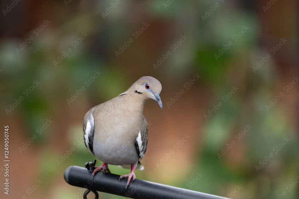 Fototapeta premium A White-winged dove in search of food in a Texas garden