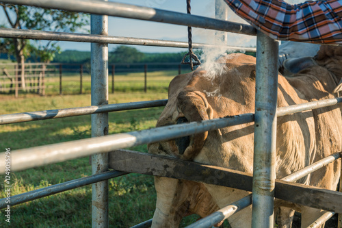 Close-up view of cowboy branding a cow. photo