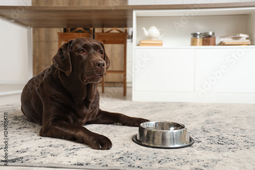 Cute Labrador dog with feed...