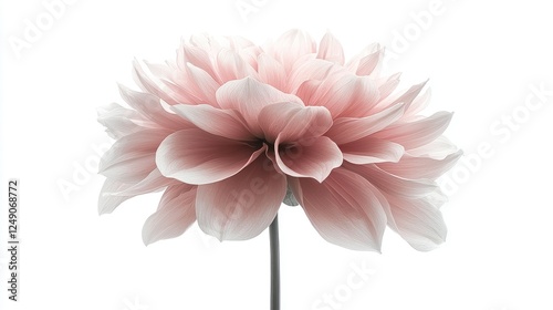Close-up pink dahlia flower on white background