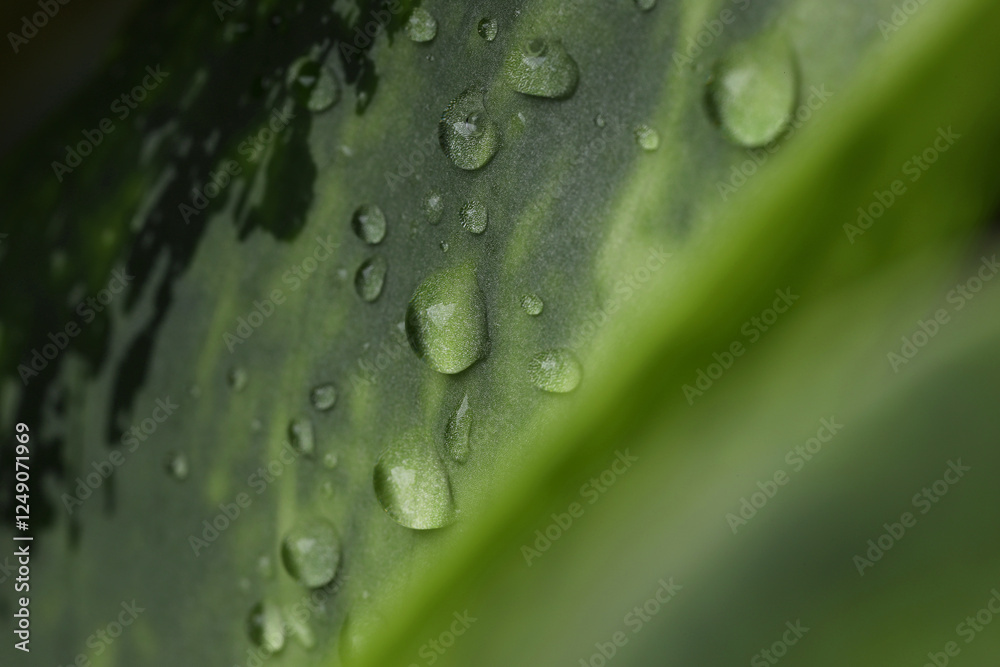Plant with water drops on leaf, macro view Plant with water drops on leaf, macro view