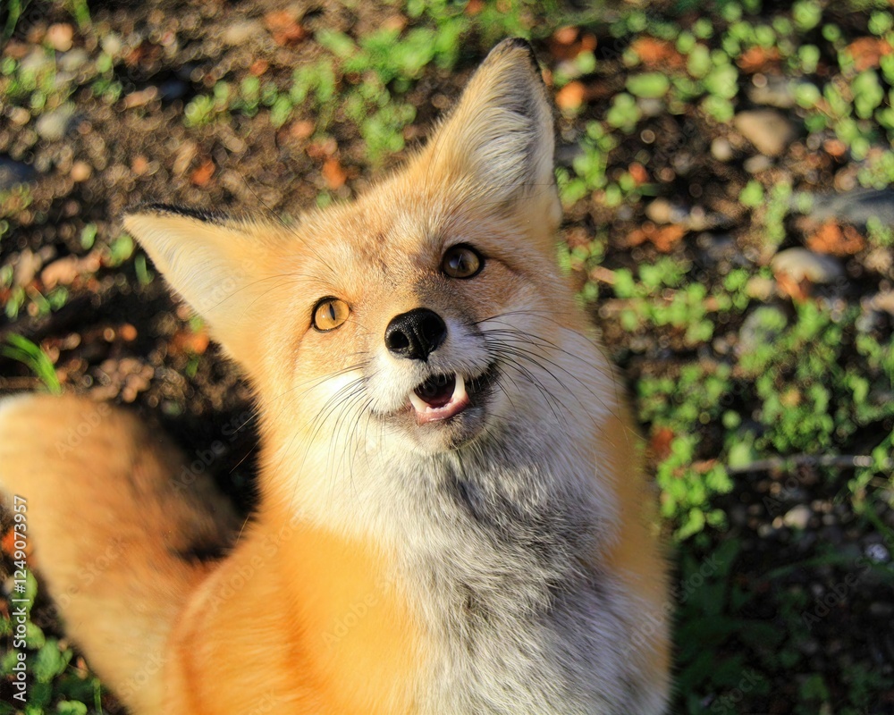 Obraz premium Curious Fox Glance: A vibrant fox looks up with bright eyes, its face bathed in sunlight, embodying the spirit of the wild. 