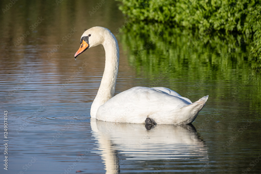 Höckerschwan schwimmt auf dem Wasser und schaut über den Rücken zum Betrachter Höckerschwan schwimmt auf dem Wasser und schaut über den Rücken zum Betrachter