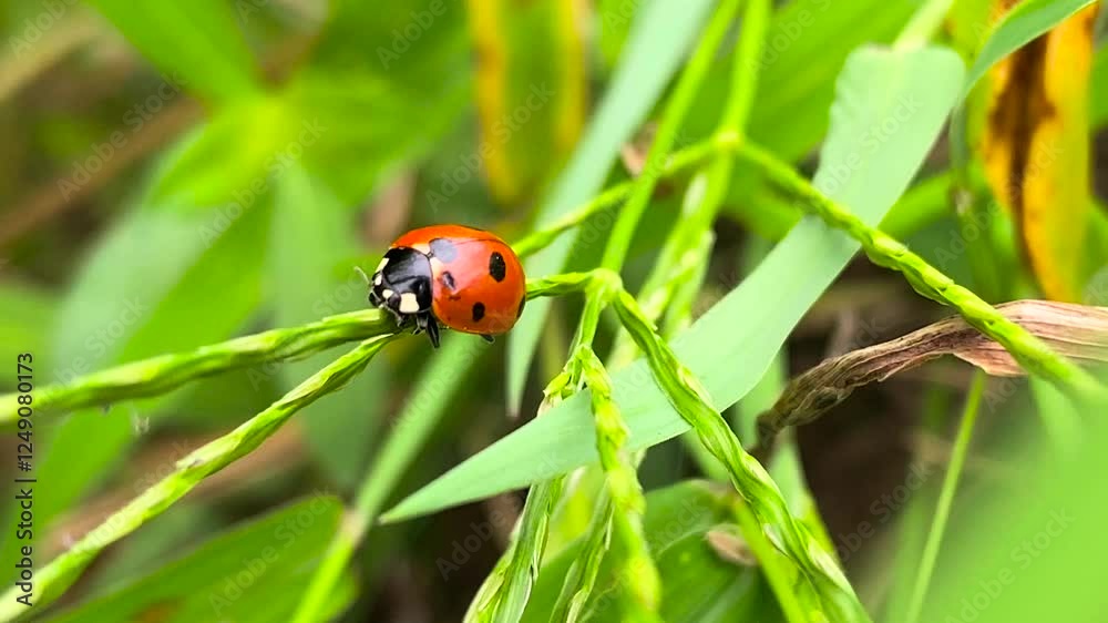 Observe the delicate movements of seven star ladybugs in their natural habitat among lush grass and vibrant foliage Observe the delicate movements of seven star ladybugs in their natural habitat among lush grass and vibrant foliage