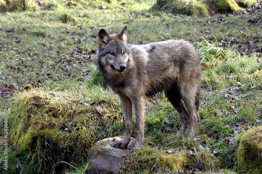 Fototapeta premium loup