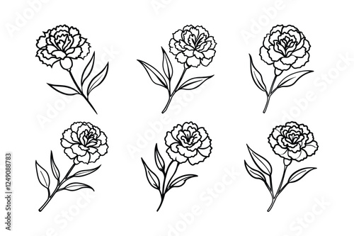 Carnation (Dianthus caryophyllus) line art vector illustration