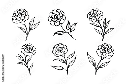 Carnation (Dianthus caryophyllus) line art vector illustration