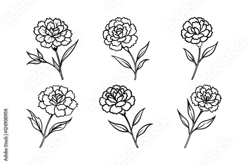 Carnation (Dianthus caryophyllus) line art vector illustration