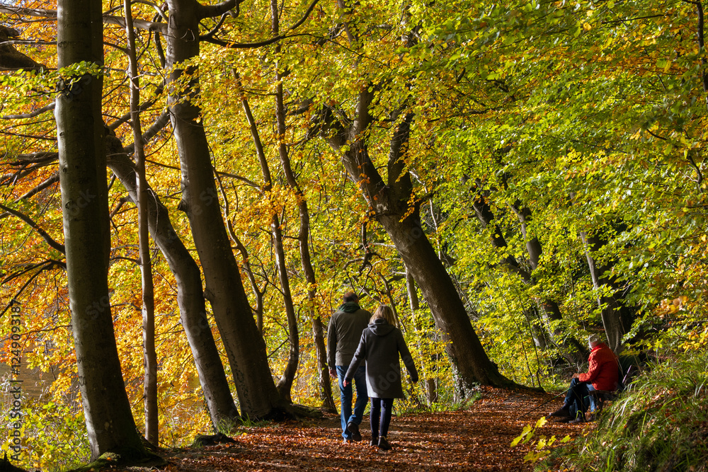 Waldsspaziergang im Herbst.