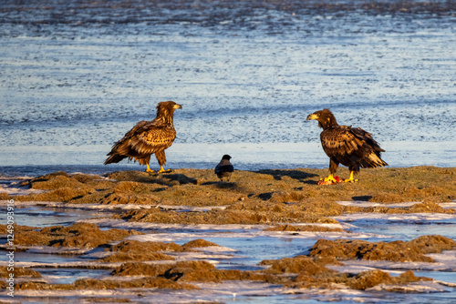 Sea eagle from Getterön, Varberg in Sweden. It was a cold sunny morning in Januari 2005.