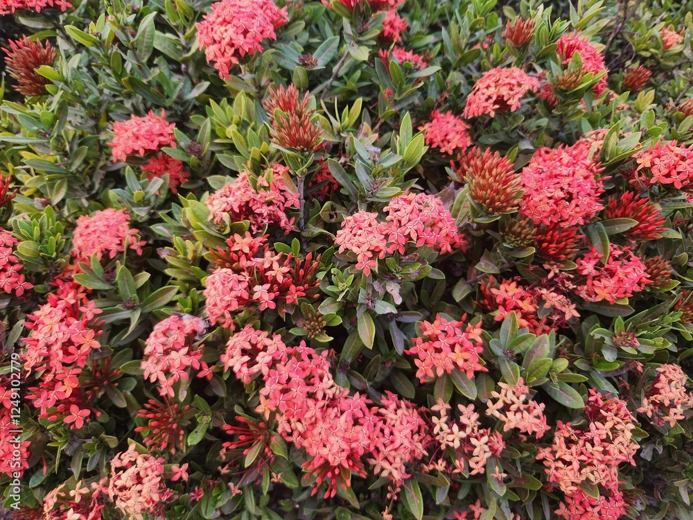 Obraz premium Ixora coccinea