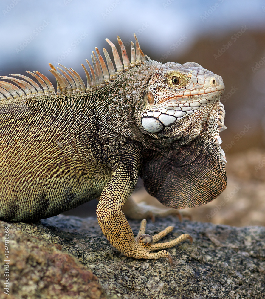 iguana on a rock iguana on a rock
