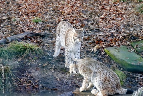 Photography lynx