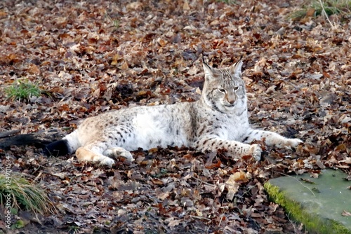 Canvas Print lynx
