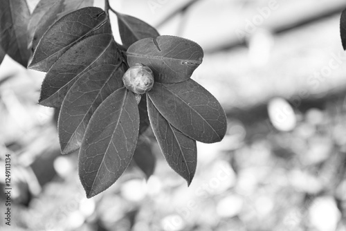 Photo d'une branche de camelia isolee prise en noir et blanc sur un fond botek
