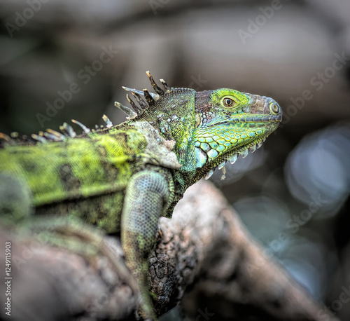 green iguana on a rock