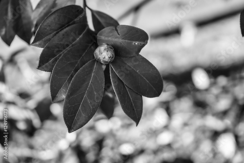 Photo d'une branche de camelia isolee pris en noir et blanc avec ton fonce sur fond botek