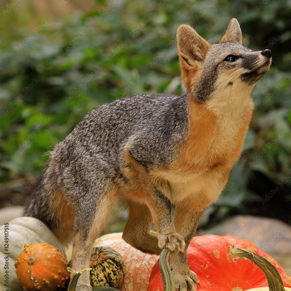 Obraz premium Gray Fox and Gourds: Charming gray fox perched on assorted pumpkins and gourds, a picturesque snapshot of wildlife in the fall. 