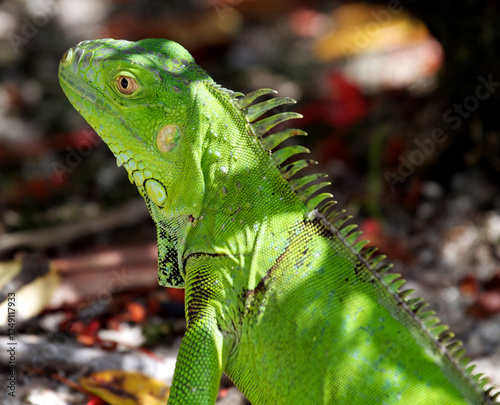 Photography green iguana