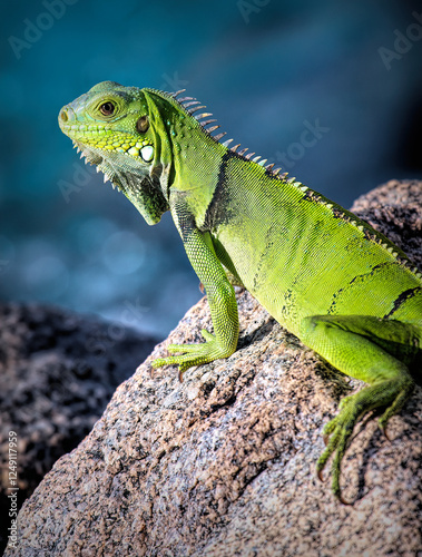 Green iguana