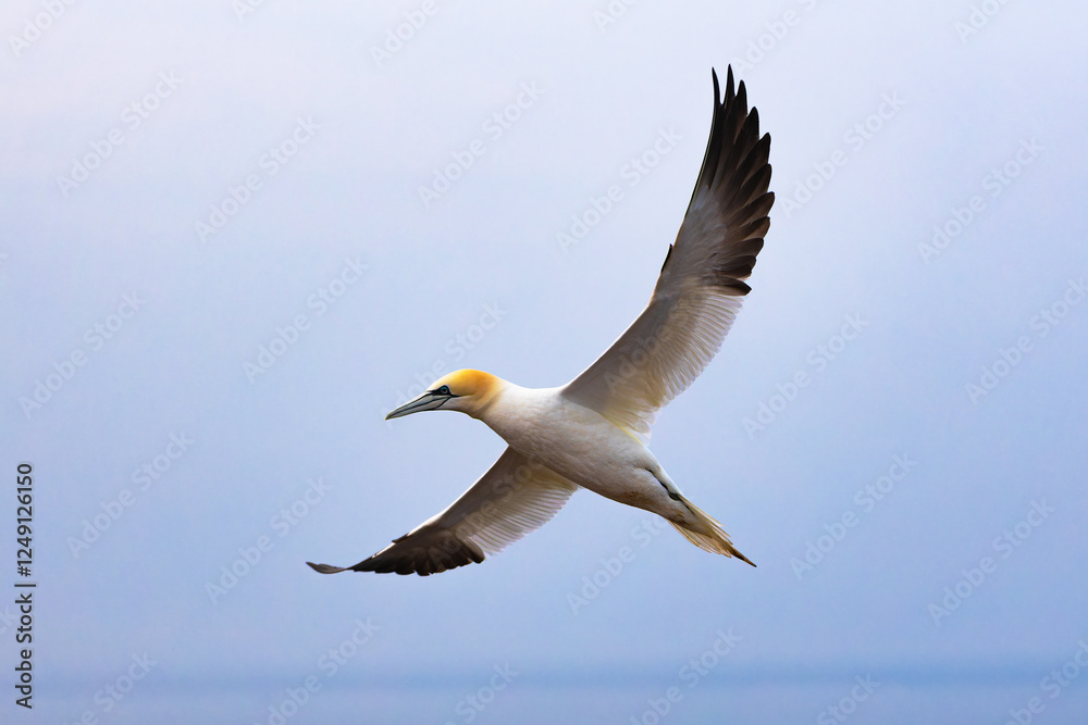 Northern Gannets in various flying and flight positions over the North Sea off the island of Helgoland Northern Gannets in various flying and flight positions over the North Sea off the island of Helgoland