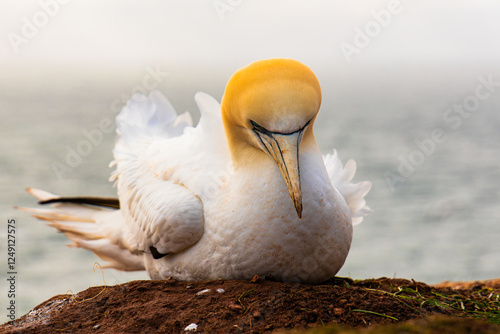 Northern gannet head photographed  on the island of Heligoland, Germany photo