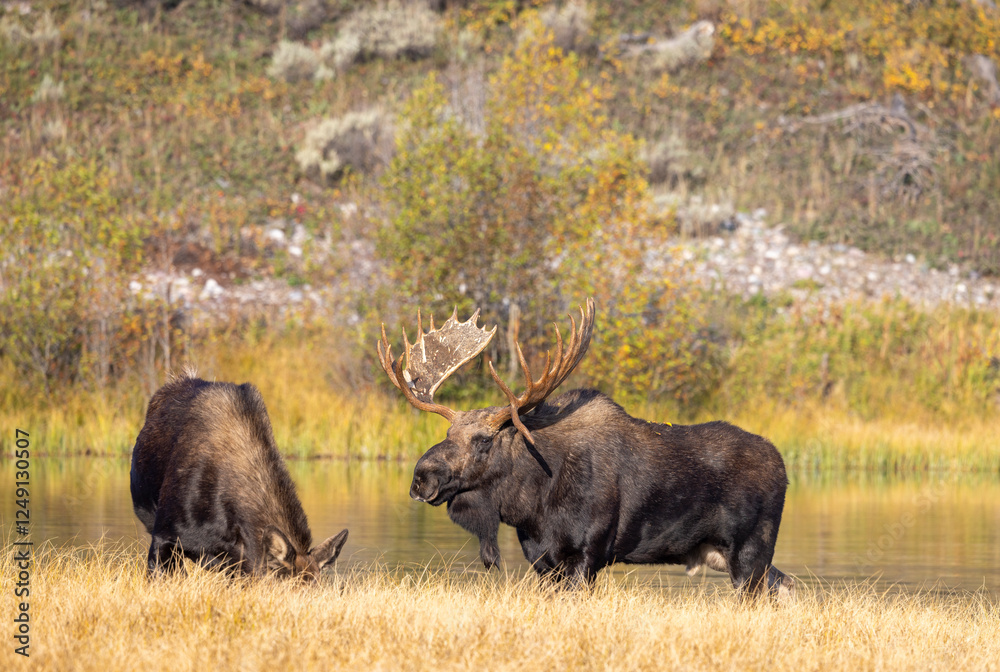 Bull and Cow Moose Rutting in Autumn in Grand Teton National Park Wyoming Bull and Cow Moose Rutting in Autumn in Grand Teton National Park Wyoming