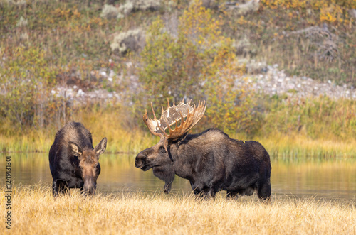 Bull and Cow Moose Rutting in Autumn in Grand Teton National Park Wyoming photo