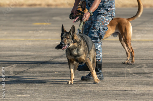 Smart police dog demonstrations to attack the enemy.K9 military dog unit.K-9 training service dogs for police.Soldier with his german shepherd dog.Animal danger.