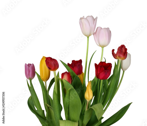 Spring tulips flowers isolated  © Lilya