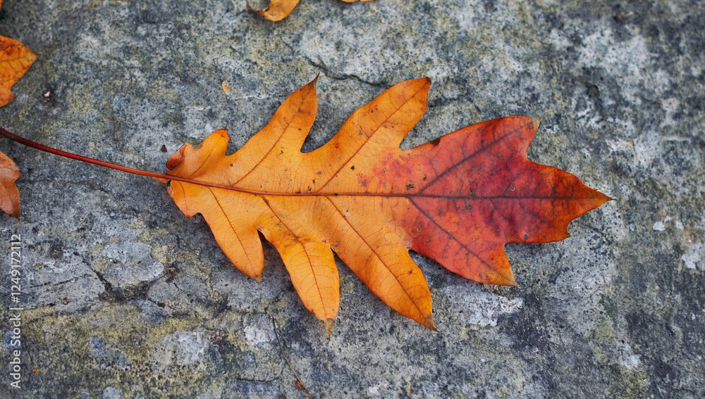 Autumn Leaf on Stone: A solitary oak leaf, painted in hues of vibrant orange and red, lies gracefully on a rough stone surface. Autumn Leaf on Stone: A solitary oak leaf, painted in hues of vibrant orange and red, lies gracefully on a rough stone surface.