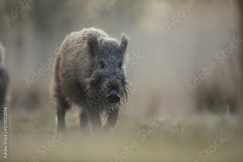 Dzik, (Sus scrofa), wild boar, boar
