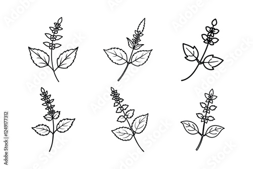 Catmint (Nepeta spp.) line art vector art illustration