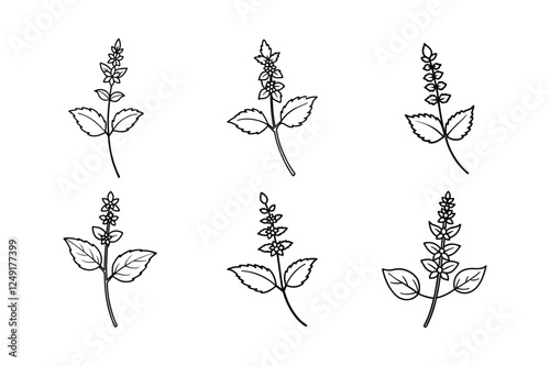 Catmint (Nepeta spp.) line art vector art illustration