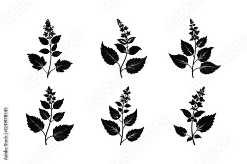 Catmint (Nepeta spp.) silhouette vector art illustration
