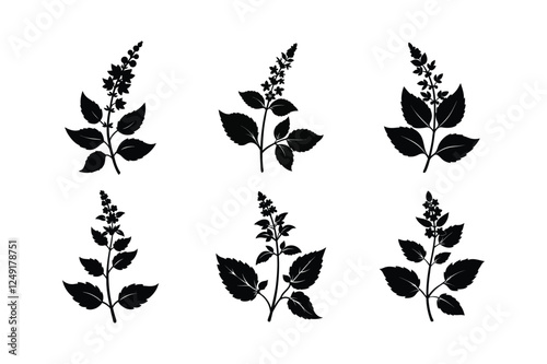 Catmint (Nepeta spp.) silhouette vector art illustration