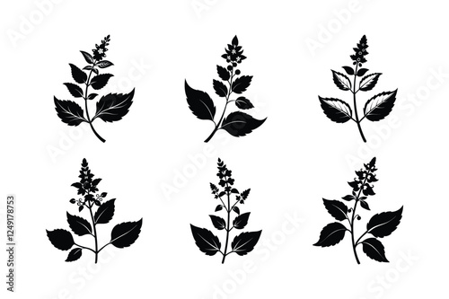 Catmint (Nepeta spp.) silhouette vector art illustration