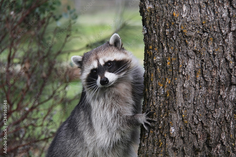 Obraz premium Raccoon Climbing Tree: Dynamic image of a raccoon climbing a mossy tree, perfect for illustrating wildlife agility and forest habitats. 