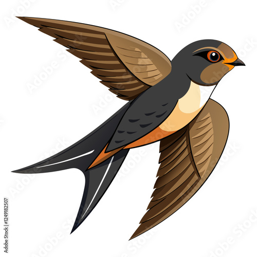 Common swift on white background.