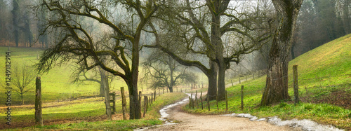 Foto Idyllic rural pathway in winter with beautiful bare trees on green hills