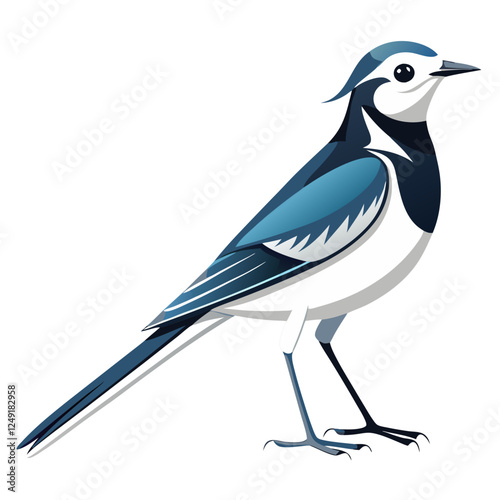 Wagtail on white background.