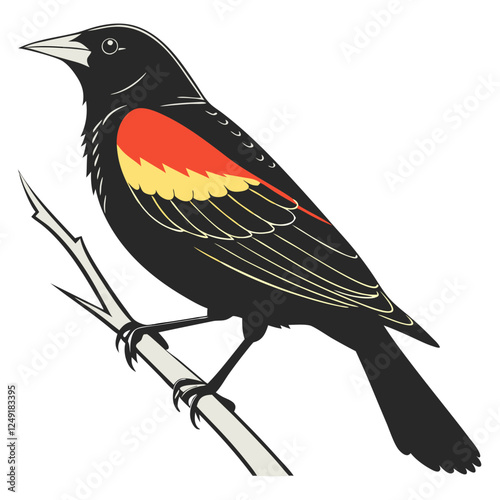 Red-winged blackbird on white background.