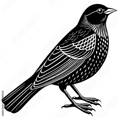 Red-winged blackbird silhouette vector on white background.